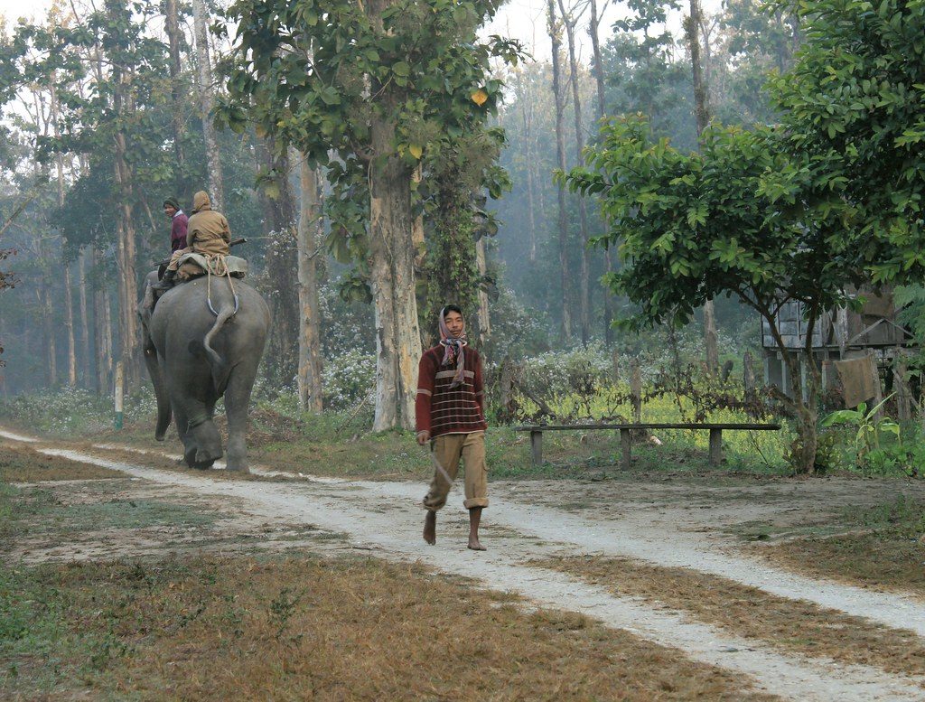 Anthrax Infection Kills Female Elephant in Coimbatore Forest